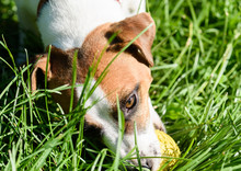 Dog Playing With Small Yellow Ball In Green Grass