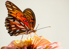 Ventral View Of Agraulis Vanillae, Gulf Fritillary Butterfly Against Light Background