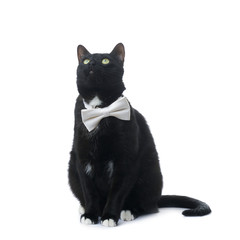 Sitting black cat isolated over the white background