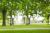 Blur view of trees 