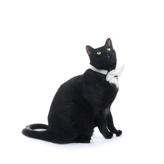 Sitting black cat isolated over the white background