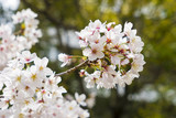 Beautiful cherry blossom sakura