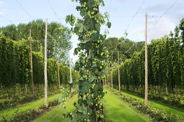 Wall Mural -  hop cones in the hops farm ripe for the harvesting , Villoria village, Leon, Spain