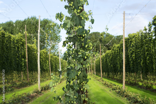 Cuadros en Lienzo hop cones in the hops farm ripe for the harvesting , Villoria village, Leon, Sp