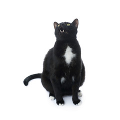  Sitting black cat isolated over the white background