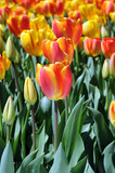 Fototapeta Tulipany - colorful tulips