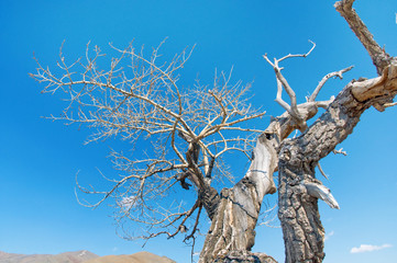 dead tree in desert