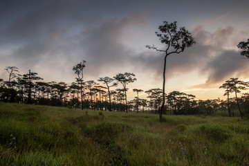 Wall Mural - Pine forest in the morning twilight with sunrise sky landscape