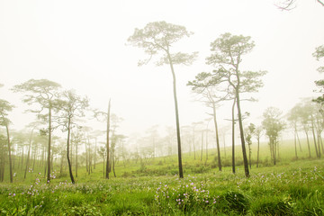 Wall Mural - Foggy pine forest and grass field landscape