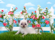 Adorable Siamese kitten laying in long grass with white picket fence in background, pink roses and white flowers on fence, sky background with clouds.