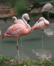 Beautiful Pink Flamingo With Colored Feathers And Long Beak