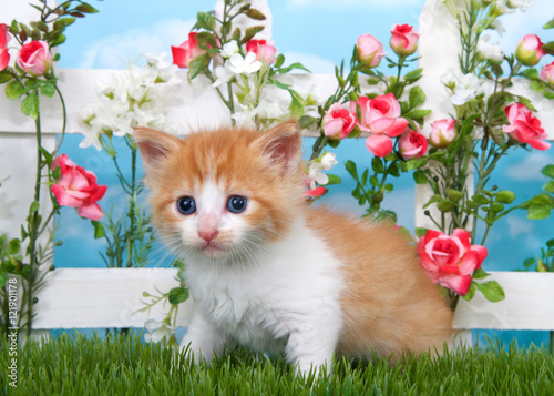 Adorable Long Haired Orange And White Tabby Kitten Sitting In Long