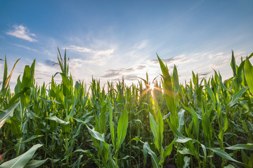 Wall Mural - landscape with corn field