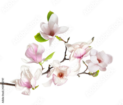 Dekoracja na wymiar  kwiat-magnolii