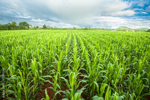 Fotomural cornfeild,white cloud bluesky background