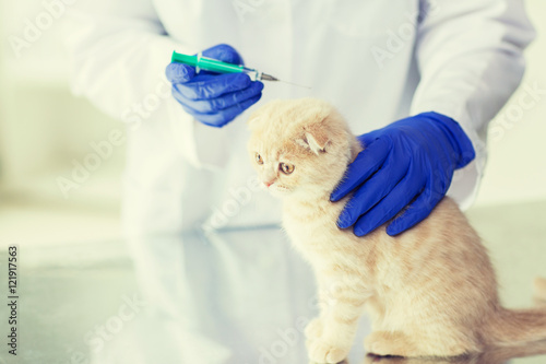 Fototapeta na szkło close up of vet making vaccine to kitten at clinic
