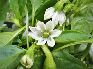 close-up blossom, young capsicum and flower bud of chili pepper.