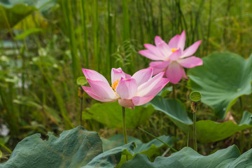 Wall Mural - beautiful lotus