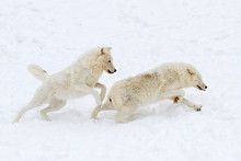 Arctic Wolves (Canis Lupus Arctos) Isolated On White Background Closeup In The Winter Snow In Canada