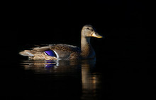 Black Duck Isolated On A Black Background Swimming In A Local Pond