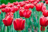 Fototapeta Tulipany - Many Bright Red Tulips