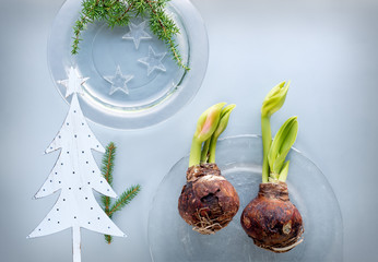 Still life of amaryllis bulbs and Christmas tree.