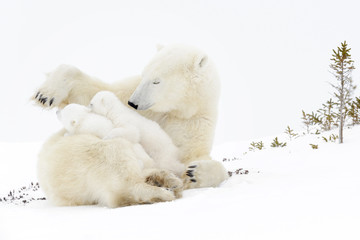 Wall Mural - polar bear mother (ursus maritimus) playing with two new born cubs, wapusk national park, manitoba, 