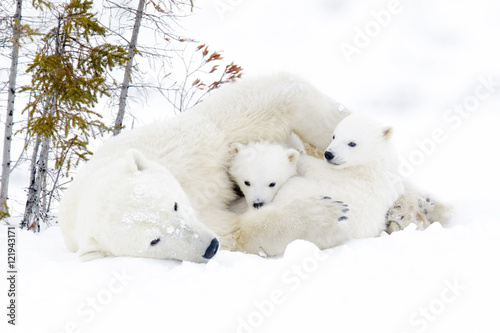 Fotografía Polar bear mother (Ursus maritimus) with two cubs, Wapusk National Park, Manitob