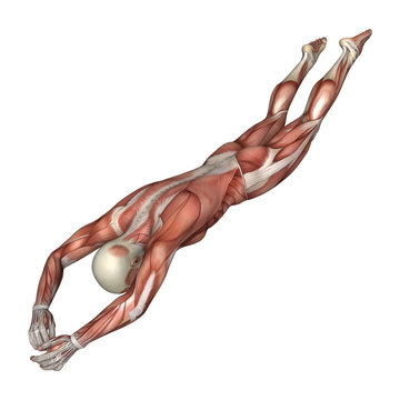 3D Rendering Male Anatomy Figure on White