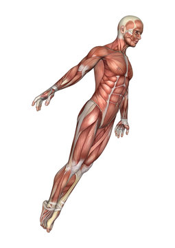 3D Rendering Male Anatomy Figure on White