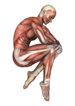 3D Rendering Male Anatomy Figure on White