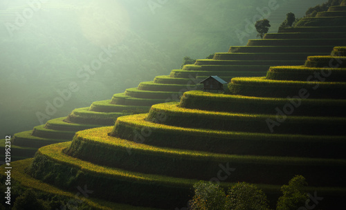 Valokuvatapetti Rice fields Mu Cang Chai, Vietnam
