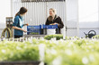 © Mint Images - Two people cutting and packing salad leaves and fresh vegetable garden produce in a polytunnel.