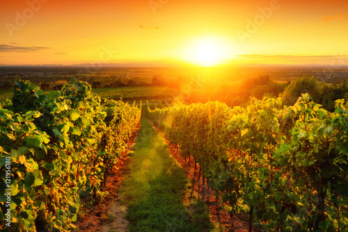Fotografía Weinberg im goldenen Licht bei Sonnenuntergang