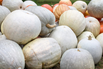 Wall Mural - Pile of colored pumpkins and gourds in Moldova, wooden basket and hay