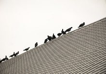 Silhouette Queue Of Group/flock Pigeon Or Dove Birds On Roof Tile.