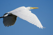 Profile Of Great Egret Flying In A Blue Sky