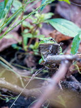 Little Garden Green Frog In The Vineyard