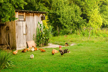 Domestic Animals In Farmyard