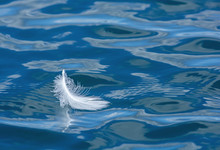 Weiße Feder Im Auf Einem See Mit Wellen