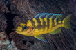 Portrait of cichlid fish (Pseudotropheus crabro) in aquarium