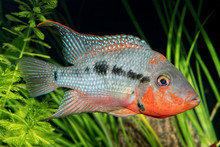 Portrait Of Cichlid Fish From Genus Thorichthys