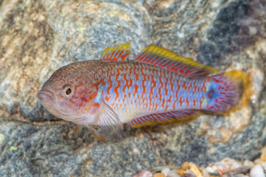 Portrait of gobiid fish (Tateurndina ocellicauda) in aquarium