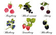 Relistic berries set