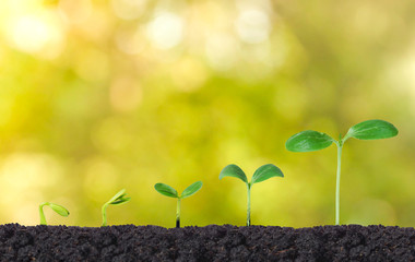 Wall Mural - Hand nurturing young plants growing in germination sequence