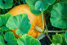 Big Yellow Pumpkin Growing In The Garden
