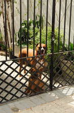 Dogs Inside The Iron Fence Door