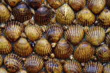 Close Up Of Shells Wall