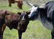 Texas Longhorn Cow and Calf