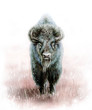  wild bison male / wild bison digital painting